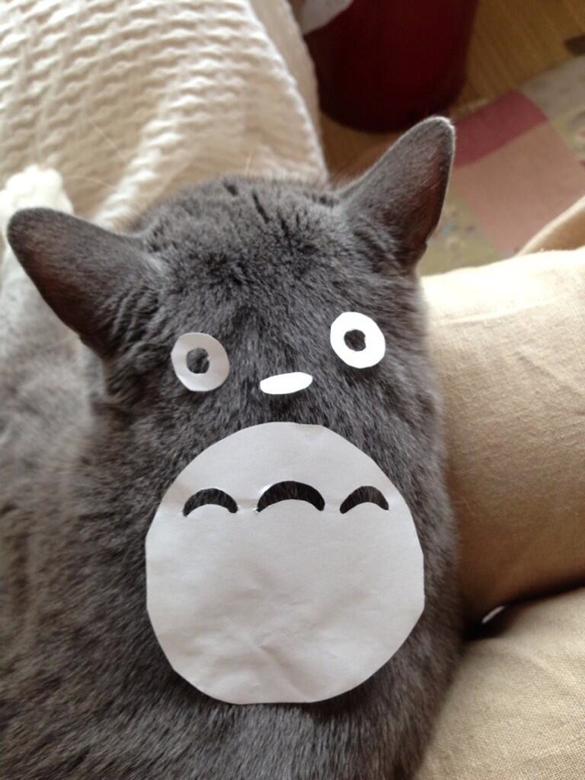 How To Turn Your Cat Into Totoro