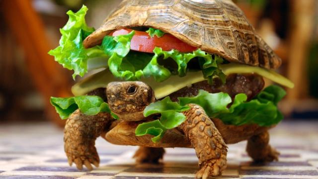 Man Unsuccessfully Smuggles A Turtle In A Hamburger