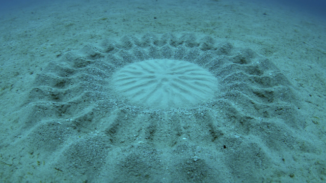 Japan’s Mysterious Underwater Circles Are Lovely