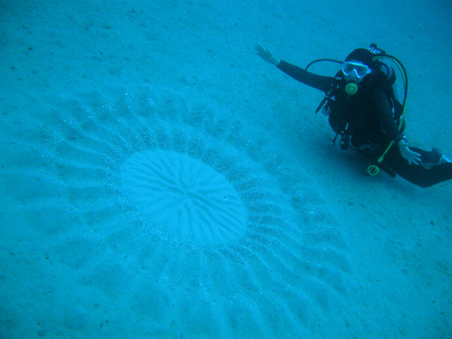 Japan’s Mysterious Underwater Circles Are Lovely