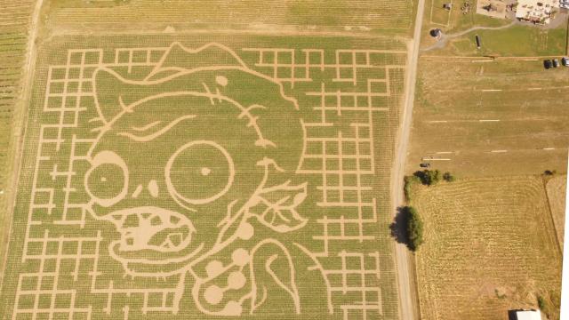Spotted: Real Five-Acre Plants Vs Zombies Corn Maze