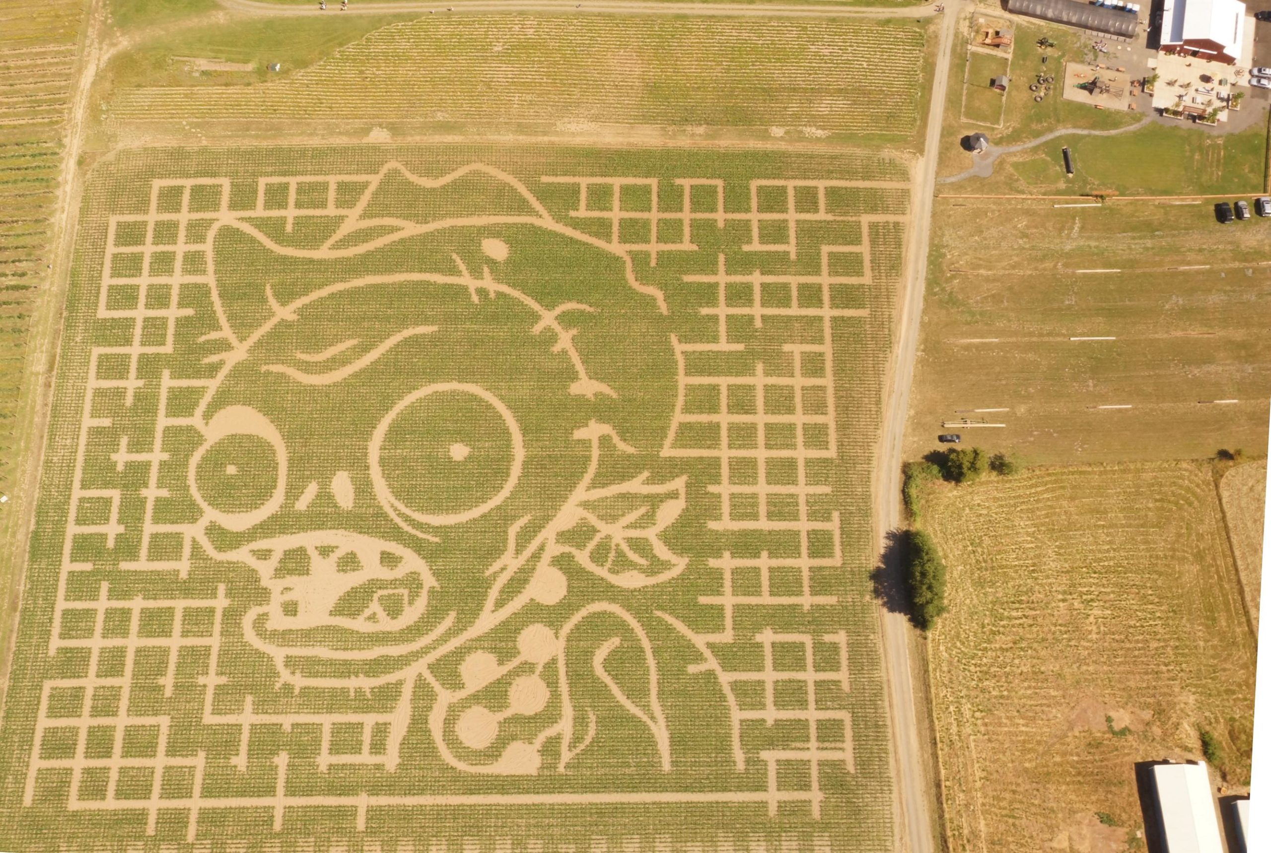 Spotted: Real Five-Acre Plants Vs Zombies Corn Maze