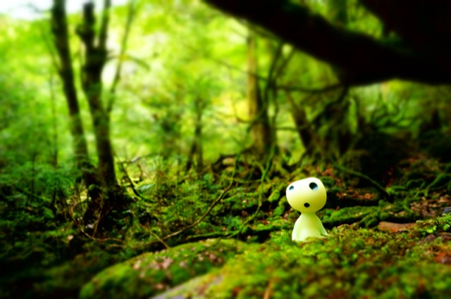 Visit The Real Princess Mononoke Forest