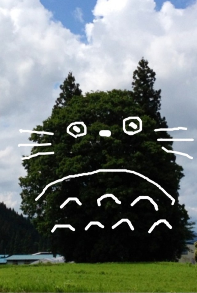 Oh My Goodness, These Trees Look Like Totoro
