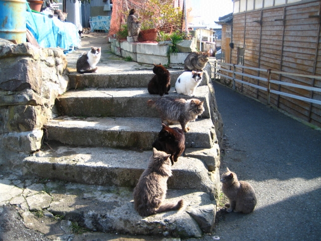 Cats Rule These Japanese Islands