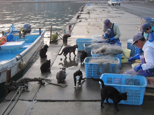 Cats Rule These Japanese Islands