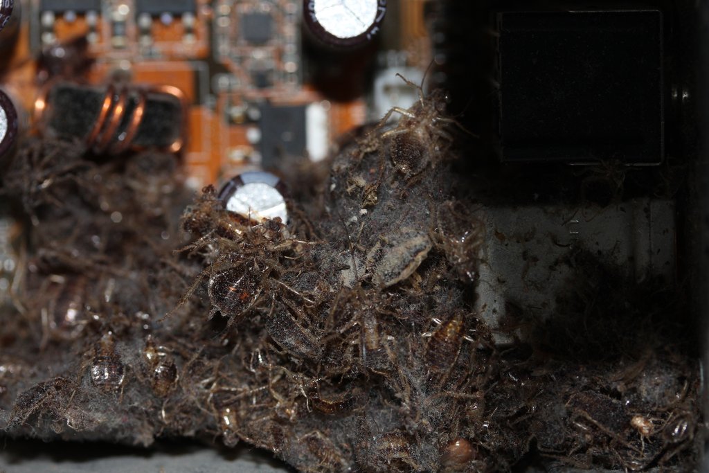 Computer Becomes Cockroach Mass Grave + Nightmare Fuel