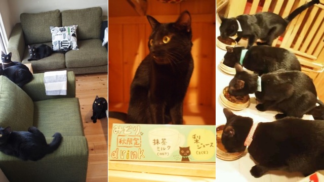 A Japanese Cat Cafe That Specialises In Black Cats