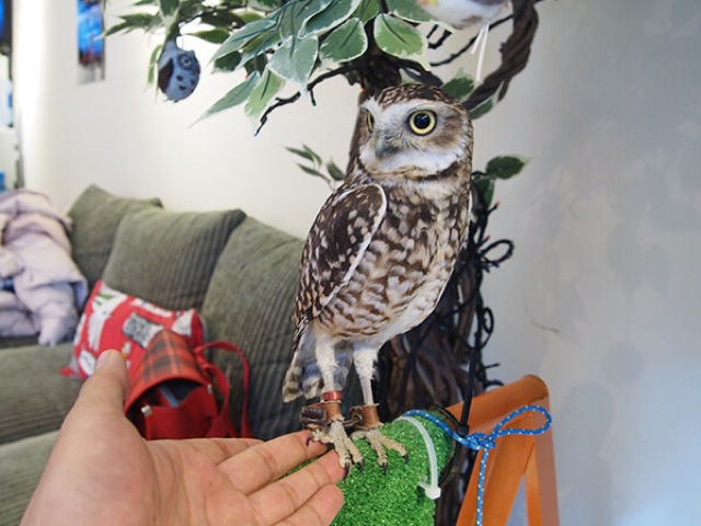 Who Thinks Japan’s Owl Cafes Are A Hoot?