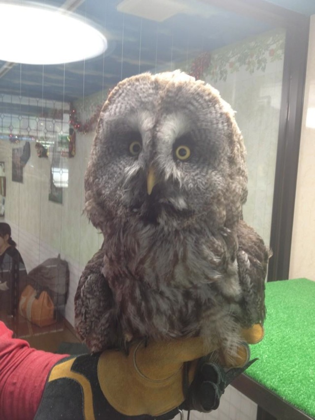 Who Thinks Japan’s Owl Cafes Are A Hoot?
