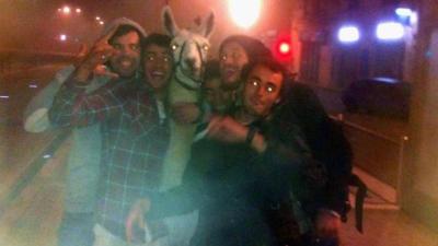 Drunk Kids Steal Llama, Party With Llama