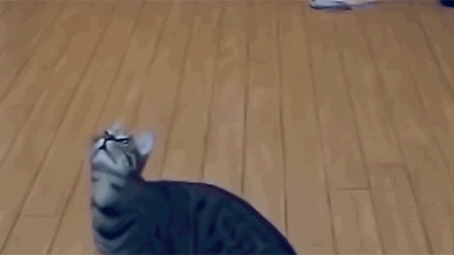 Japan’s Jumping Cat Leaps Like You Wouldn’t Believe