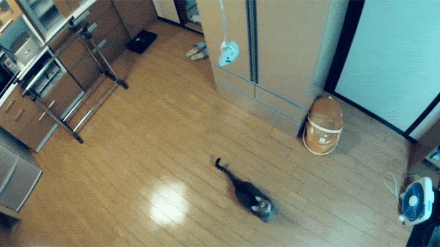 Japan’s Jumping Cat Leaps Like You Wouldn’t Believe