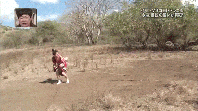 Which Is Faster: A Japanese Woman Or A Komodo Dragon?