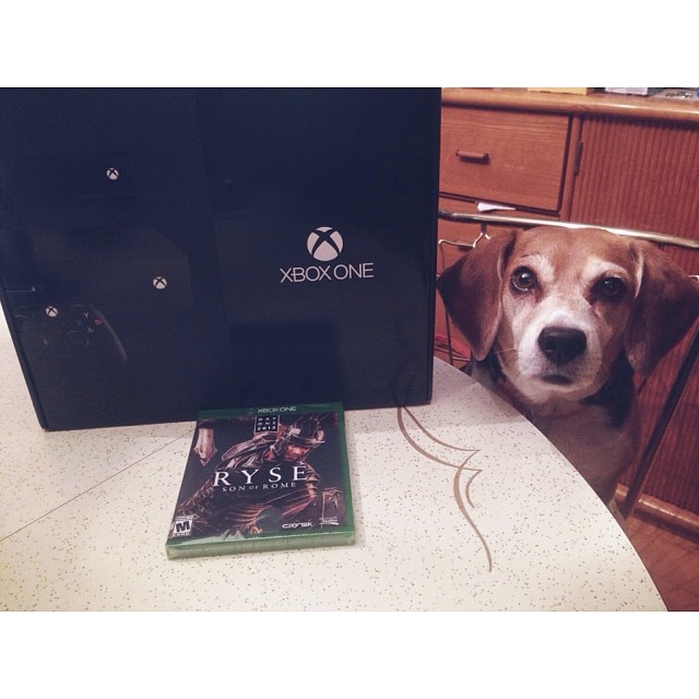 Look At These Dogs And Cats Confused By Xbox One