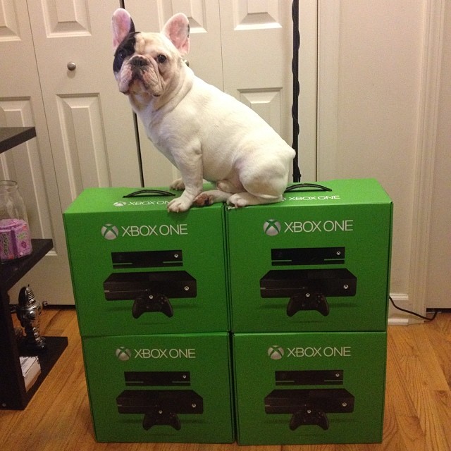 Look At These Dogs And Cats Confused By Xbox One