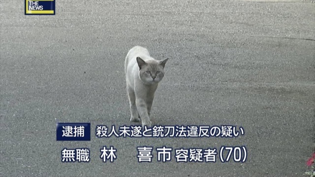 Japanese Cats That Look Like Yakuza Are Frighteningly Cute