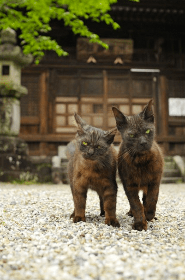 Japanese Cats That Look Like Yakuza Are Frighteningly Cute