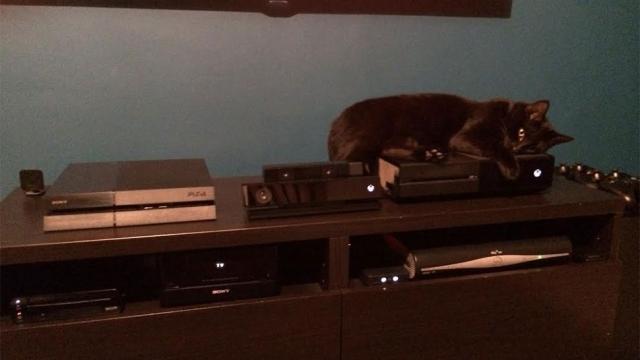 Idea: Let Cats Decide A Winner In The Console Wars
