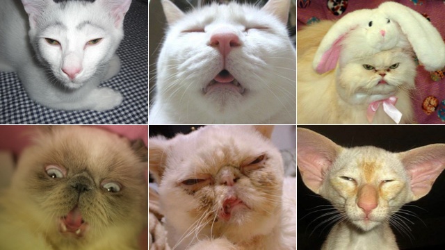 Some Of The Ugliest Cats On The Internet