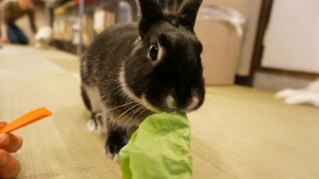 A Visit To Japan’s Bunny Cafes