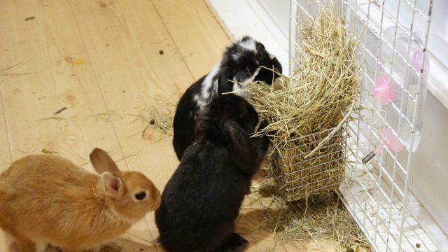 A Visit To Japan’s Bunny Cafes