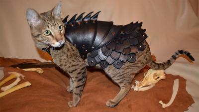 No Cat Is Complete Without A Set Of Leather Battle Armour