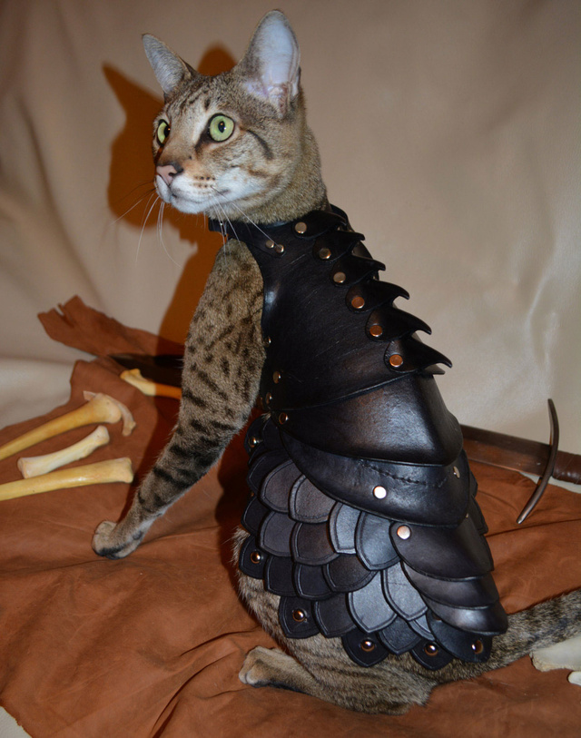 No Cat Is Complete Without A Set Of Leather Battle Armour