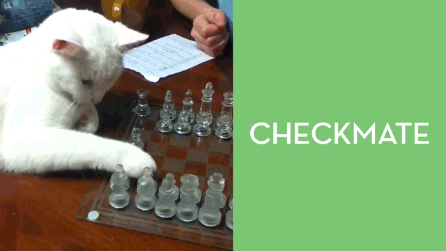 Cat Has Developed The Perfect Chess Game