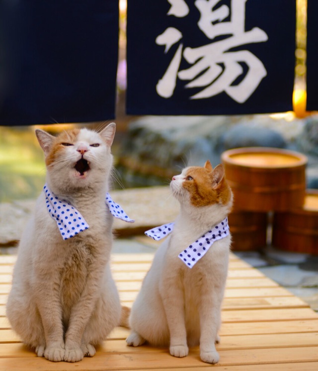 Cats Are The Cutest Guides To Japan