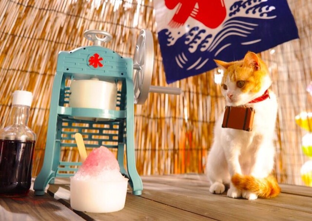 Cats Are The Cutest Guides To Japan