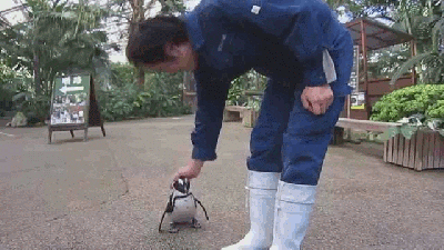 The Penguin Who Fell In Love With A Grown Man