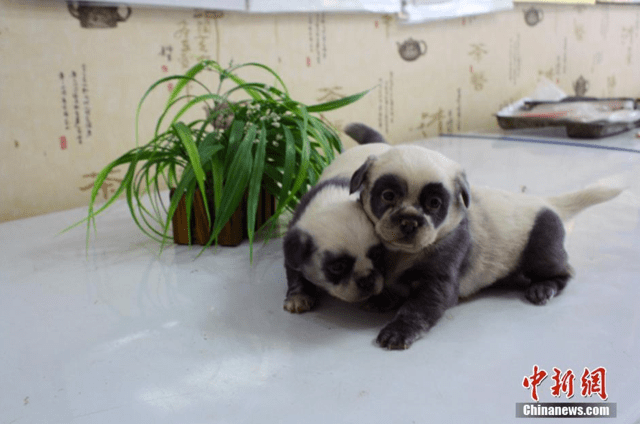 ‘Panda Dogs’ Born In China