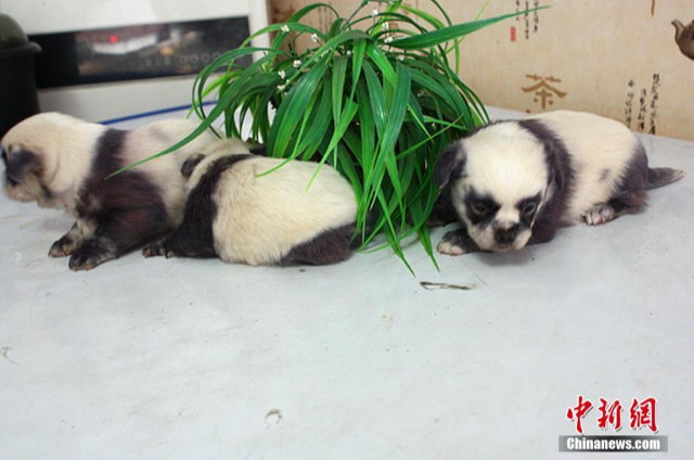 ‘Panda Dogs’ Born In China