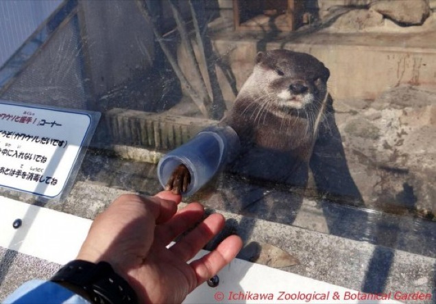 Handshakes Don’t Get Much Cuter Than With Otters