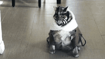 Most Cats Are Basically Bane