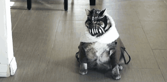Most Cats Are Basically Bane
