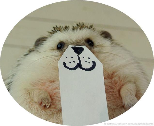 Hedgehog Impersonates Pikachu (And More)