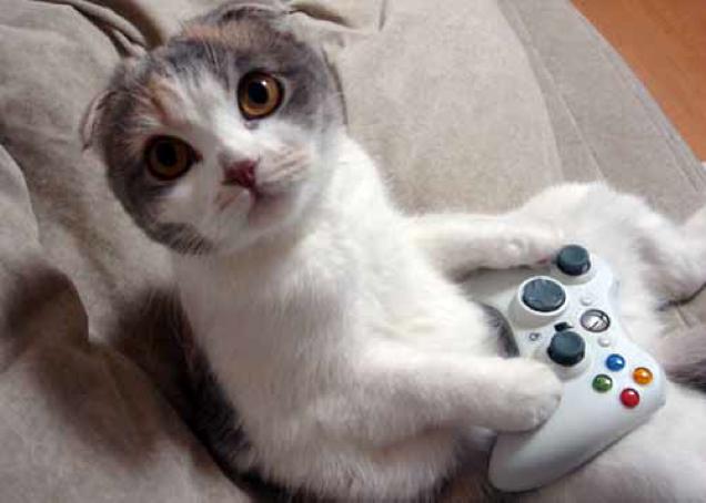 Cats Are Very Serious About Video Games