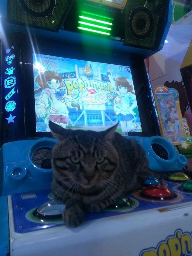Cats Are Very Serious About Video Games