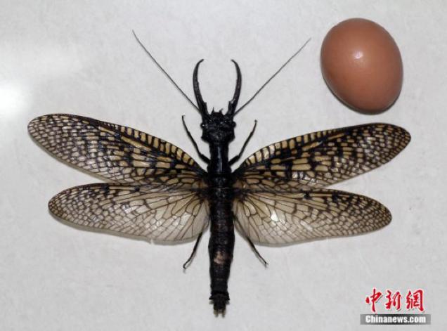 Terrifyingly Large Insect Found In China