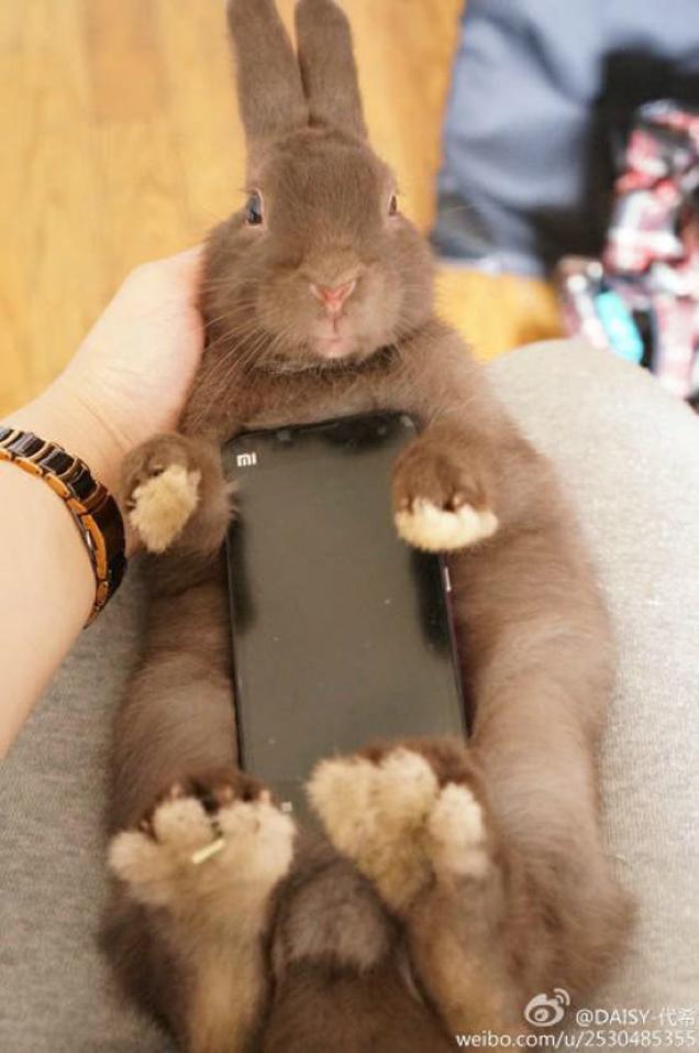 Don’t Use Real Rabbits As Your Smartphone Case
