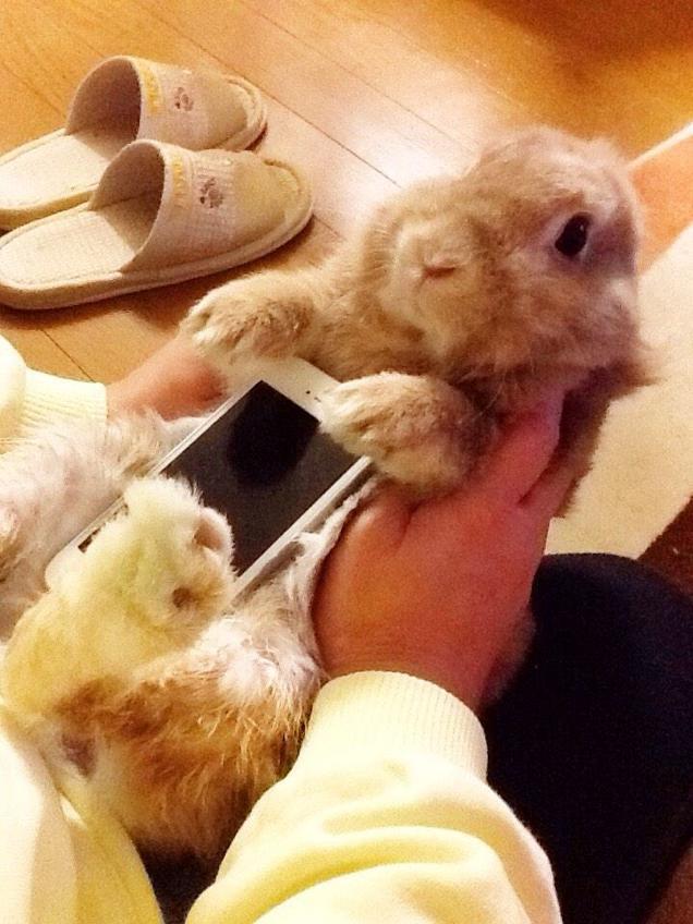 Don’t Use Real Rabbits As Your Smartphone Case