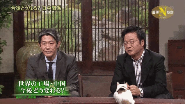 When You’re A Cat, Serious Television Can Be Tricky