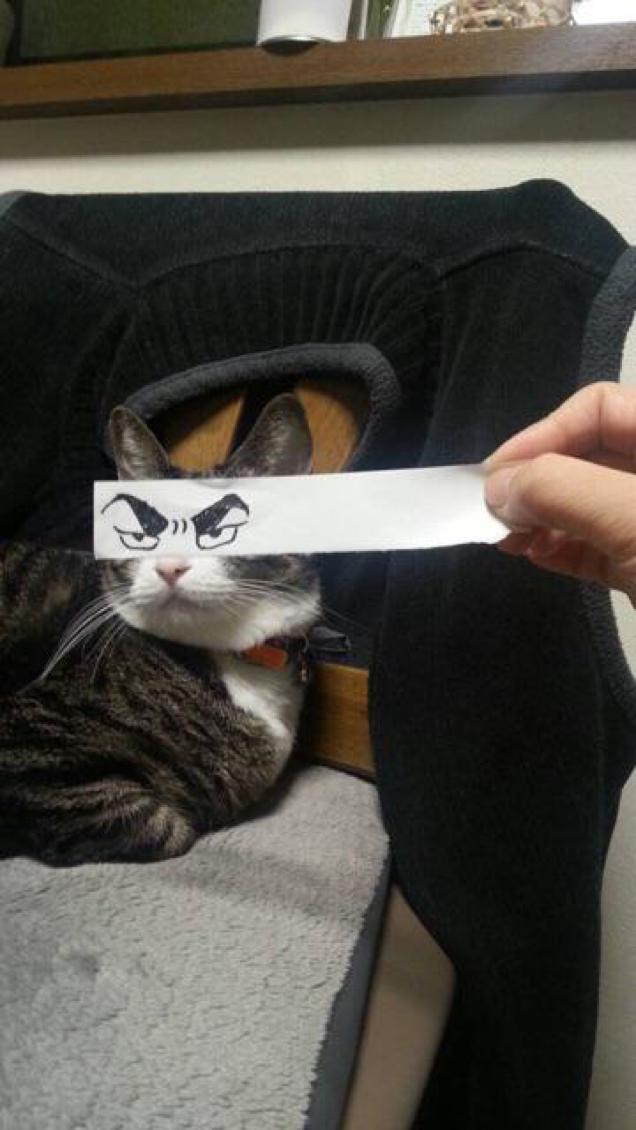 Fake Cartoon Eyes For Cats Make Everything Better
