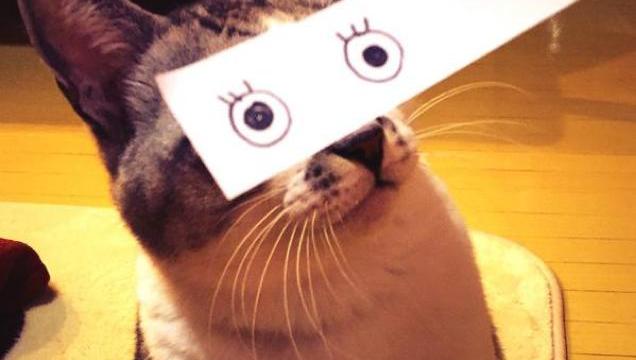 Fake Cartoon Eyes For Cats Make Everything Better