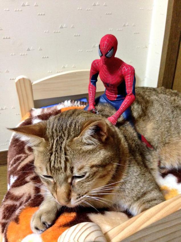 Spider-Man Shows His Sensitive Side With Cats
