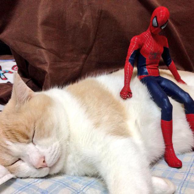 Spider-Man Shows His Sensitive Side With Cats