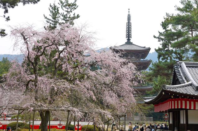 Bad Tourists Lead To Photography Ban At Japanese Temples