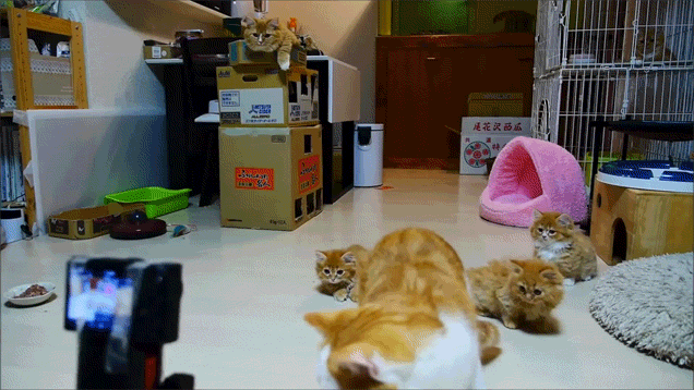 Cats Vs Robot In A Lethal Battle Of Cute